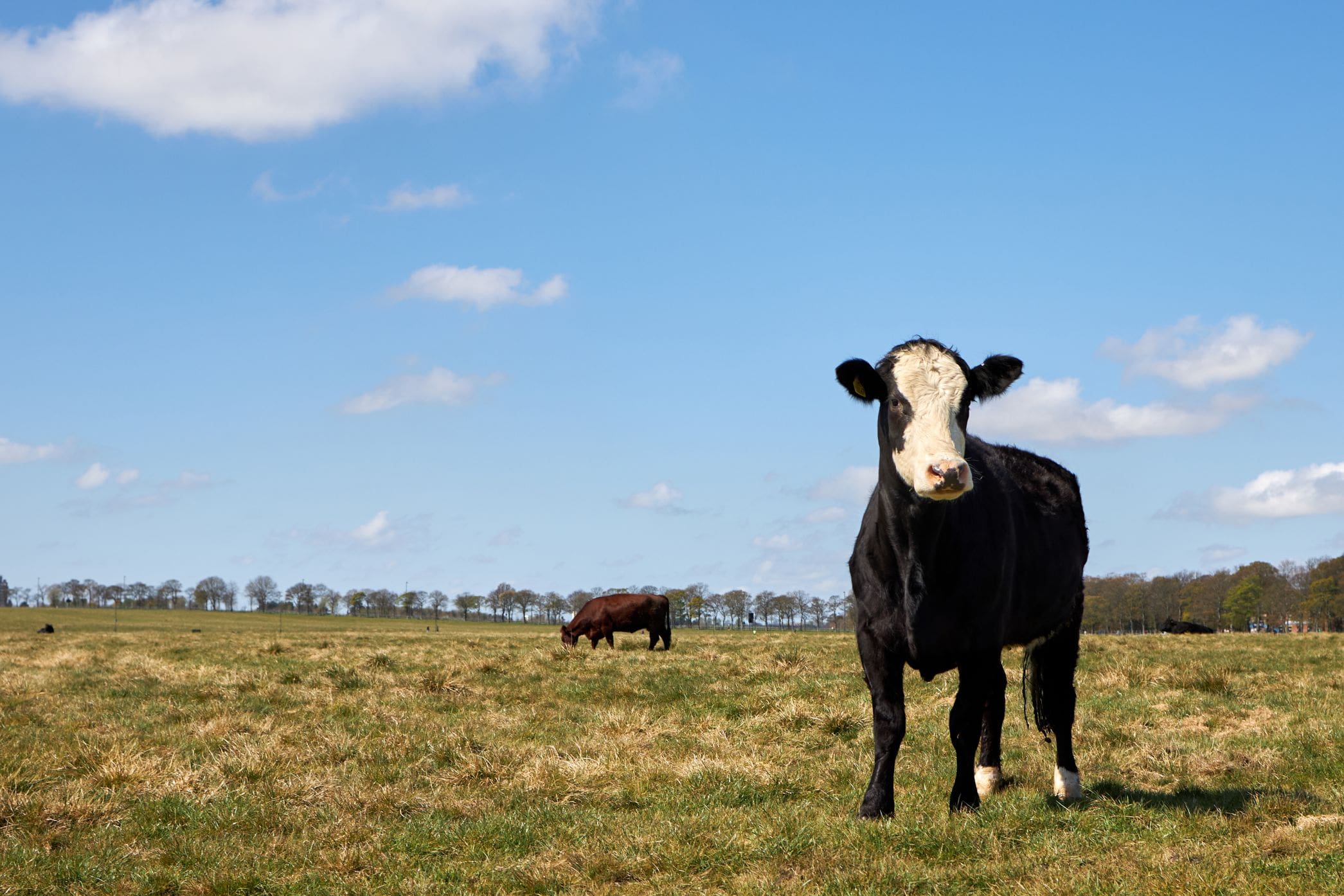 The Town Moor cow 1 min