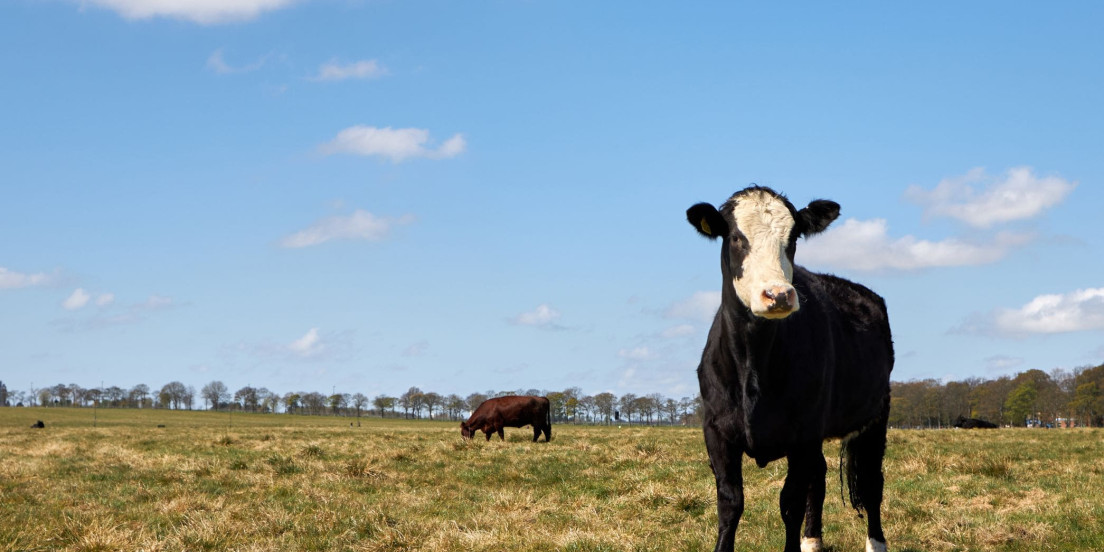 The Town Moor cow 1 min