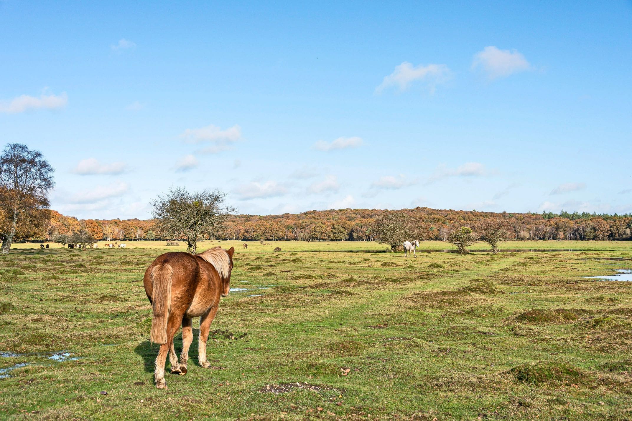 New Forest Countryside