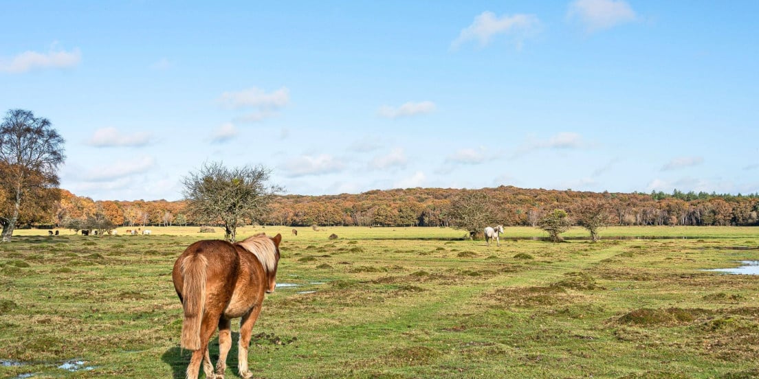 New Forest Countryside