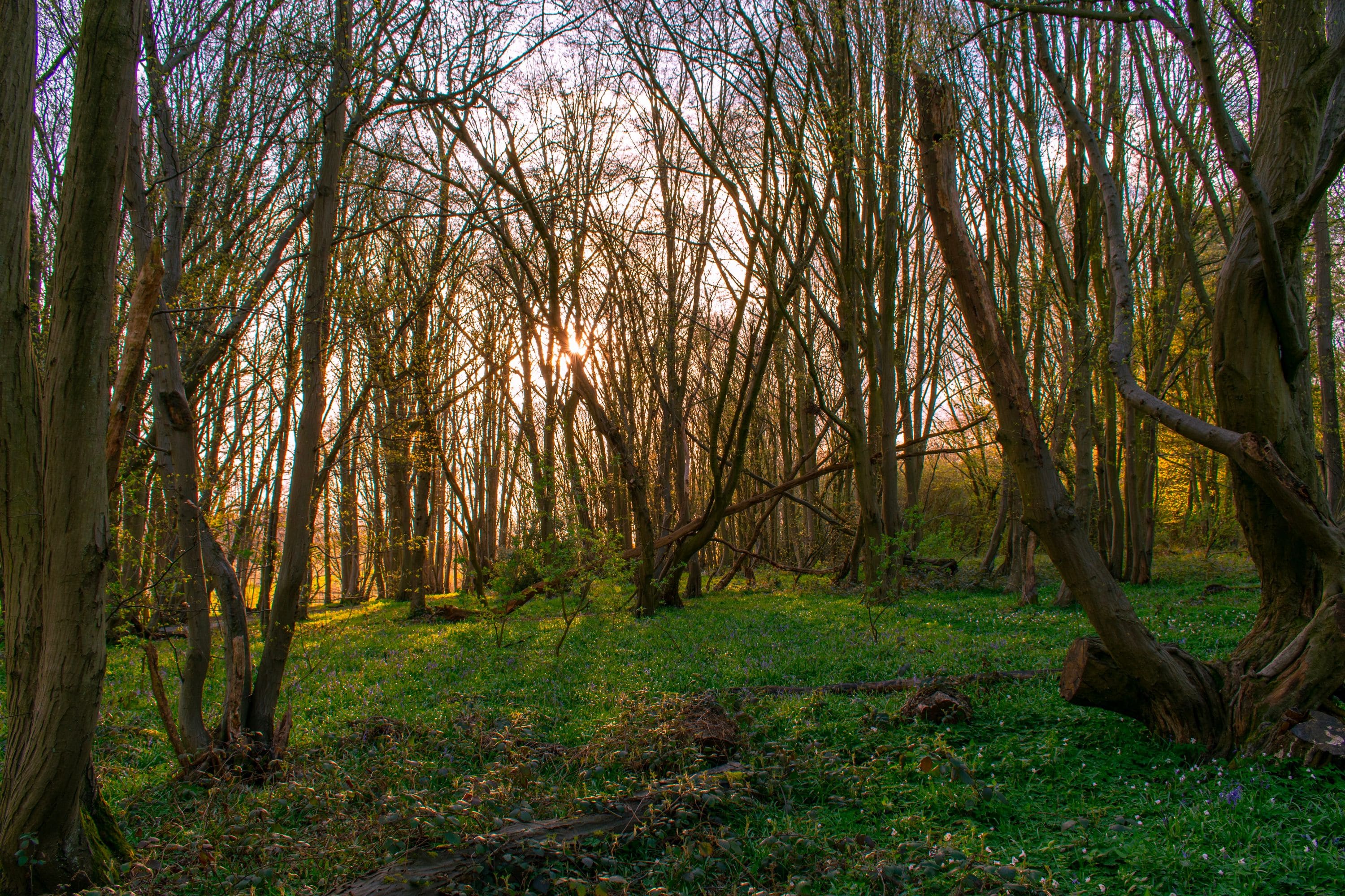 Harpenden Woods