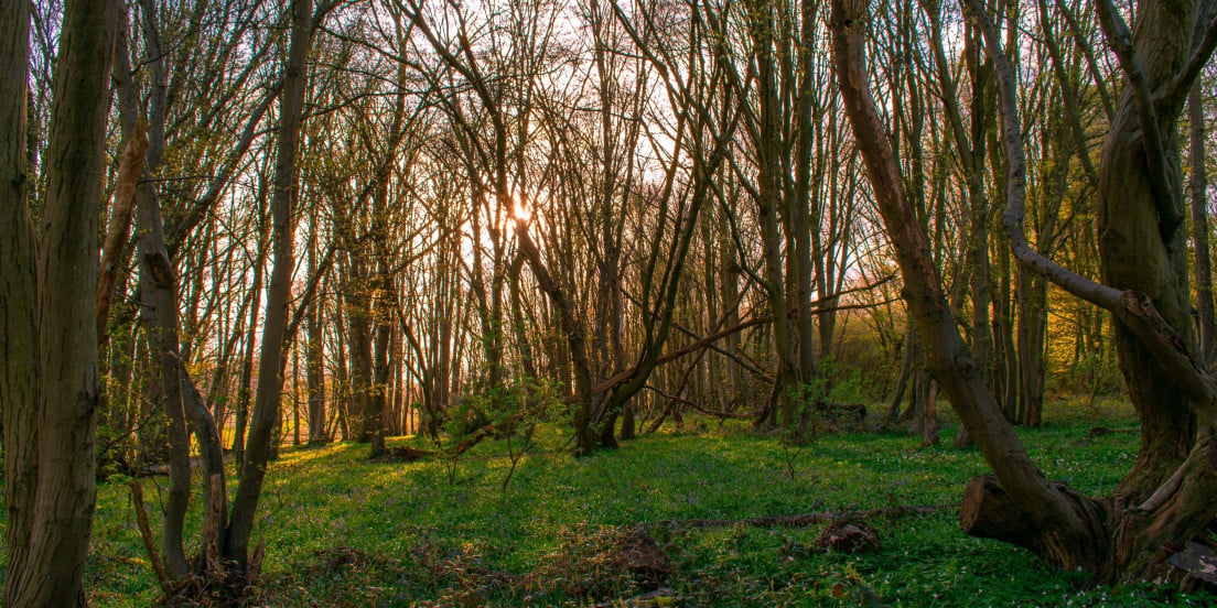 Harpenden Woods