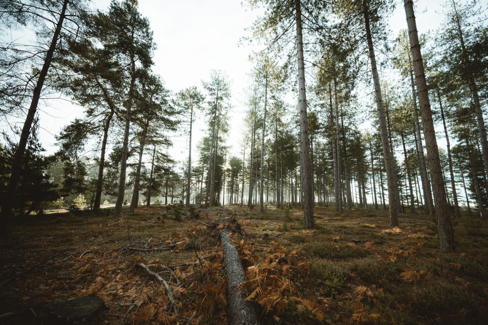 top walks in new forest