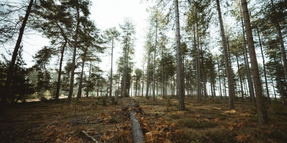 top walks in new forest