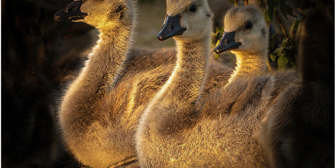 Enjoying The Evening Sun Richard Bullock 